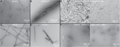 Cross-Species and Cross-Polymorph Seeding of Lysozyme Amyloid Reveals a Dominant Polymorph